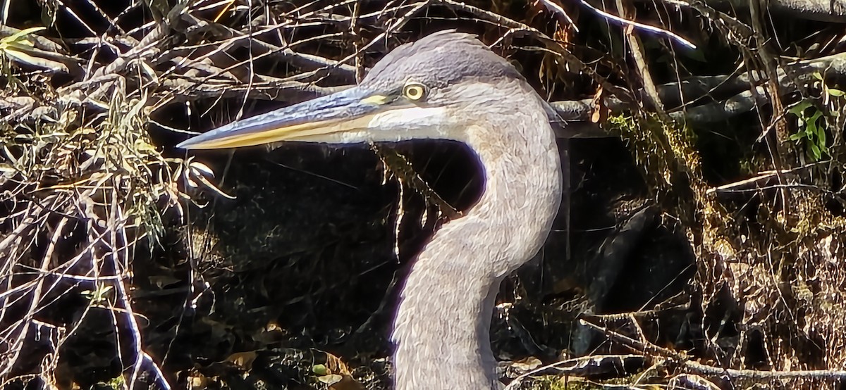 Great Blue Heron - ML641858530