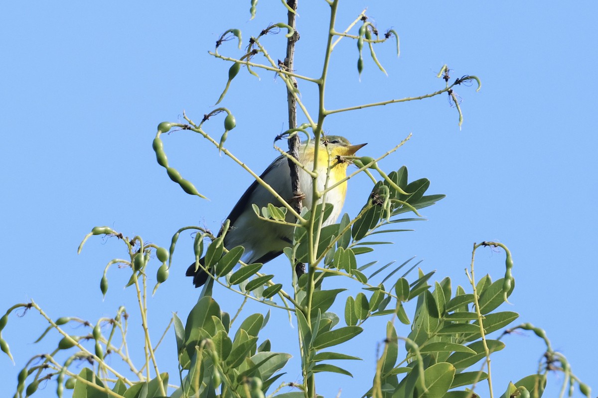 Пісняр північний - ML641858532