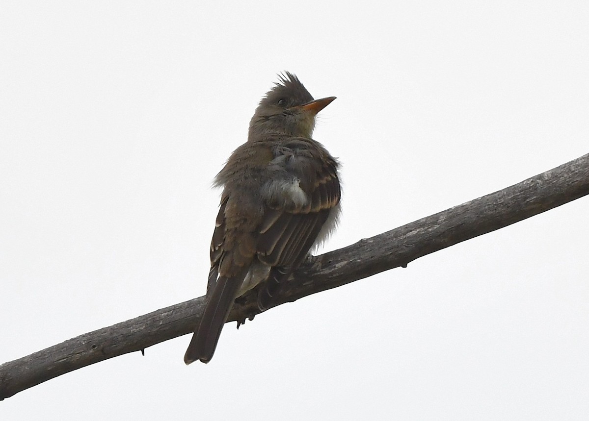 Greater Pewee - ML641858543