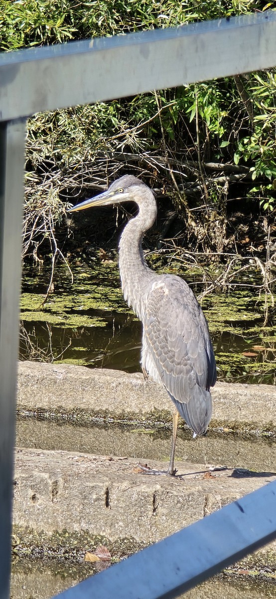 Great Blue Heron - ML641858557