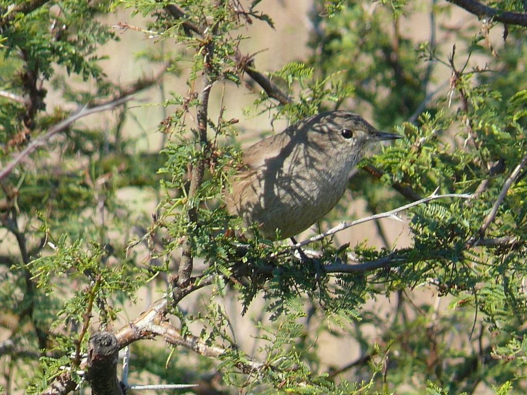 Sharp-billed Canastero - ML641858560