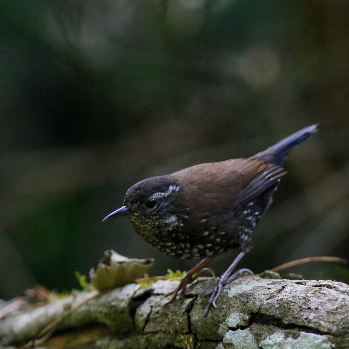 Sharp-tailed Streamcreeper - ML641858562