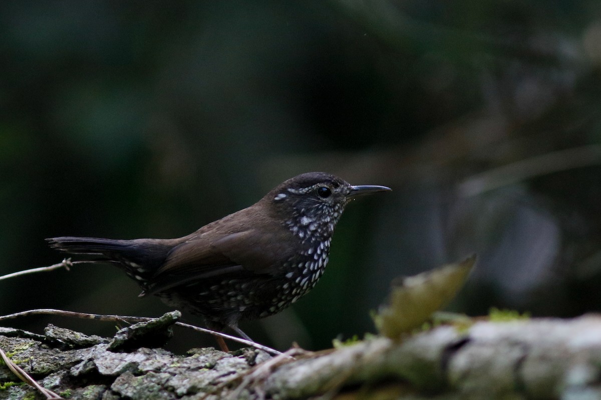 Sharp-tailed Streamcreeper - ML641858563