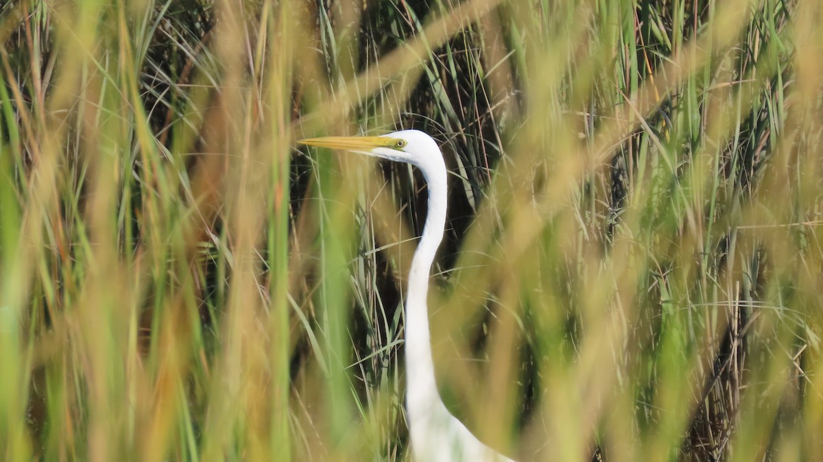 Great Egret - ML641858564