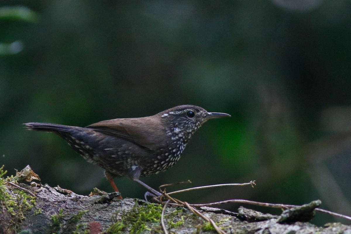 Sharp-tailed Streamcreeper - ML641858565