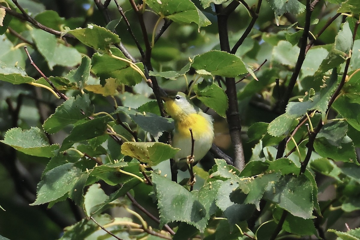 Пісняр північний - ML641858567