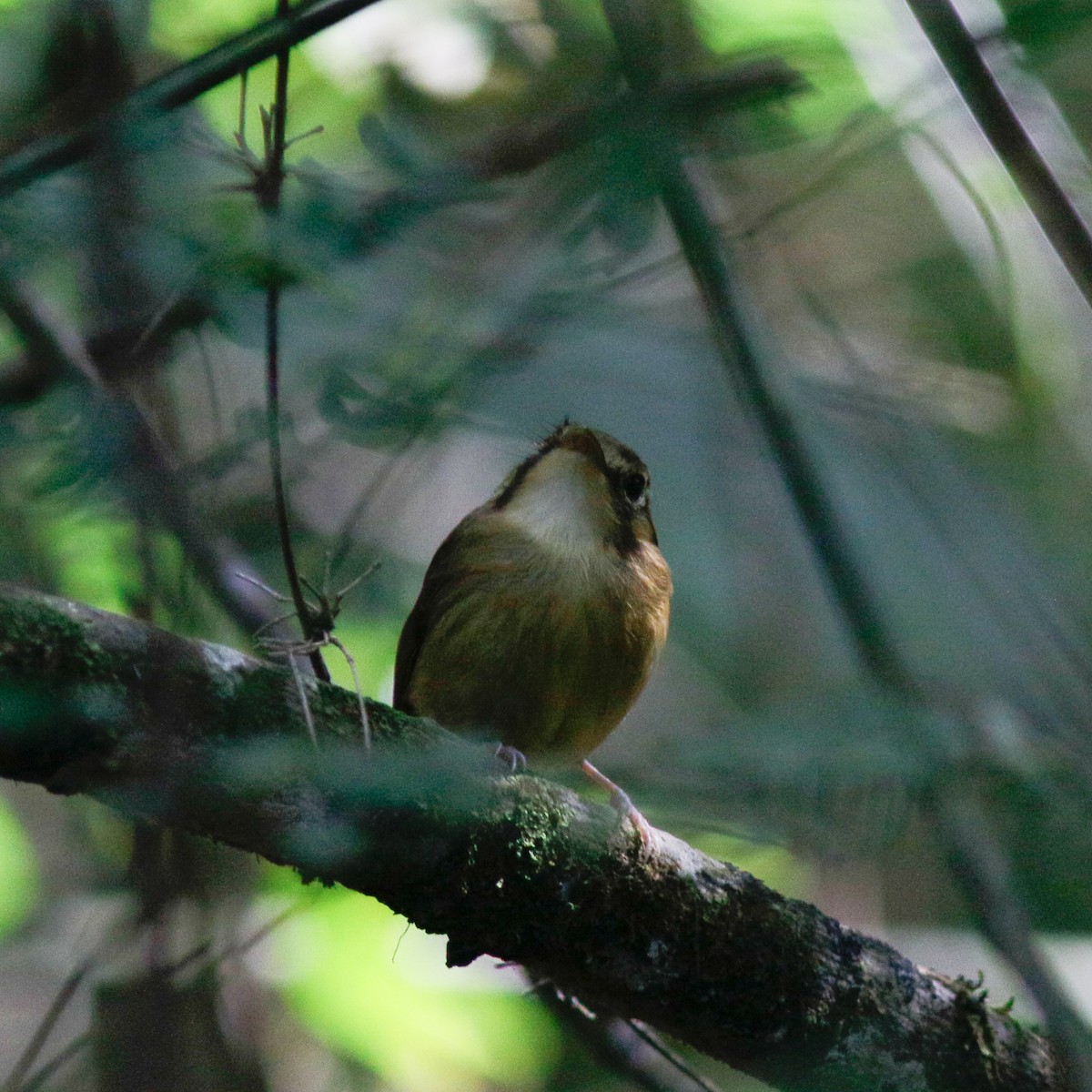 White-throated Spadebill - ML641858585