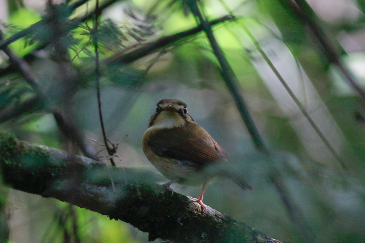 White-throated Spadebill - ML641858586