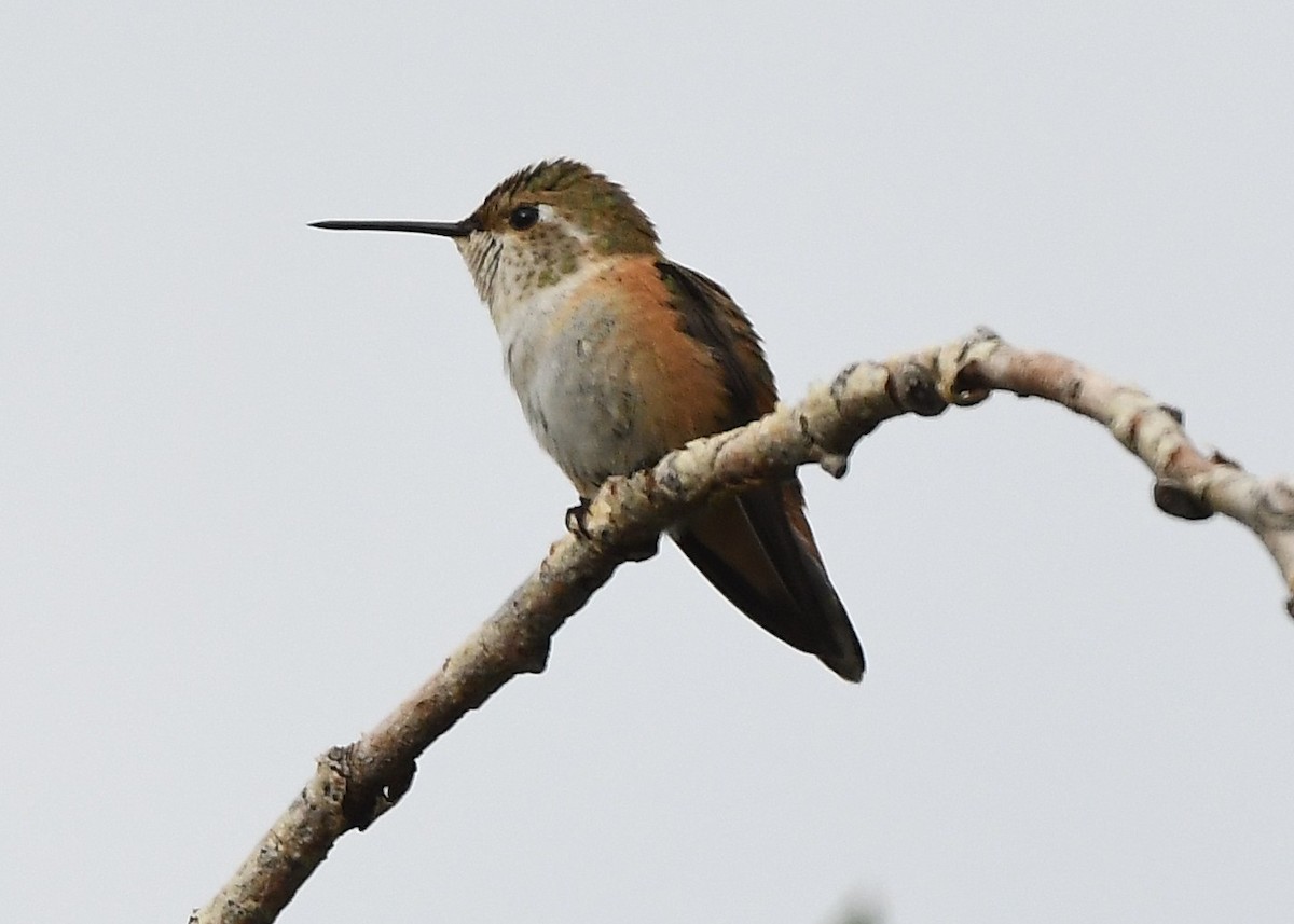 Rufous Hummingbird - ML641858597