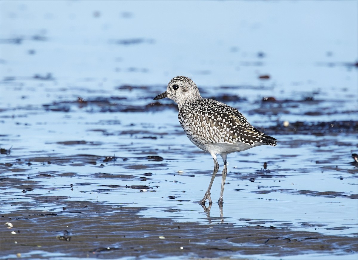 Black-bellied Plover - ML641858605