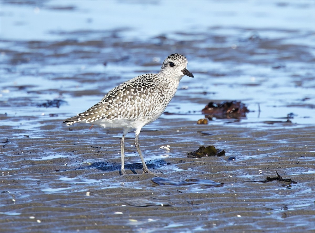 Black-bellied Plover - ML641858606
