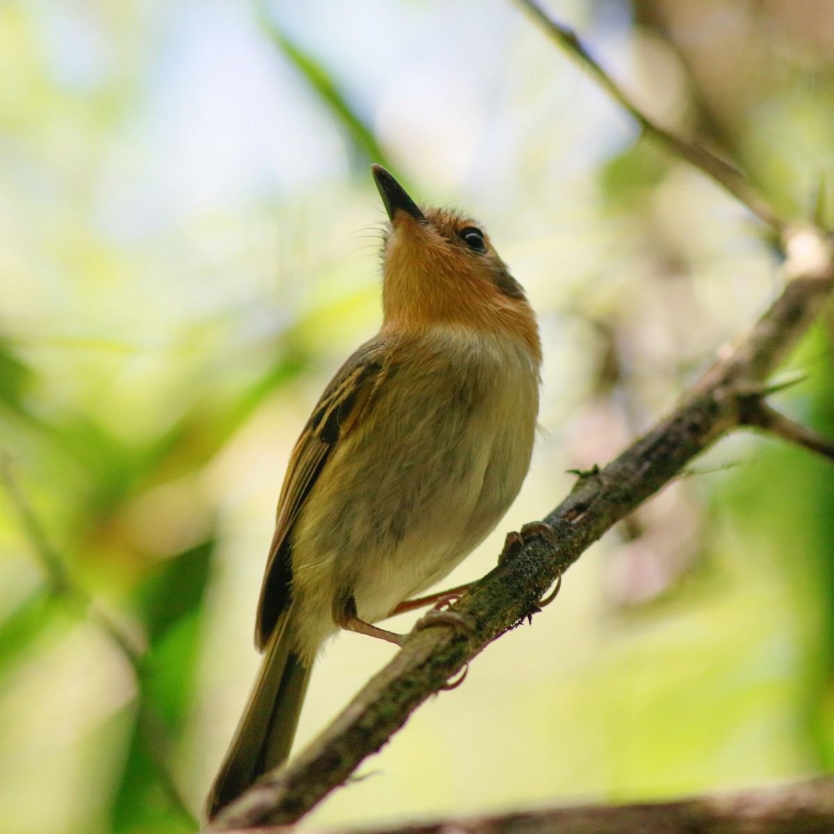 Ochre-faced Tody-Flycatcher - ML641858609