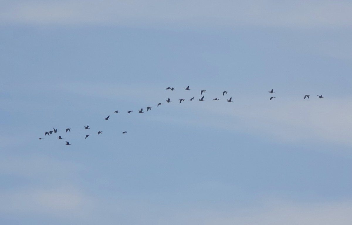 Pink-footed Goose - ML641858623