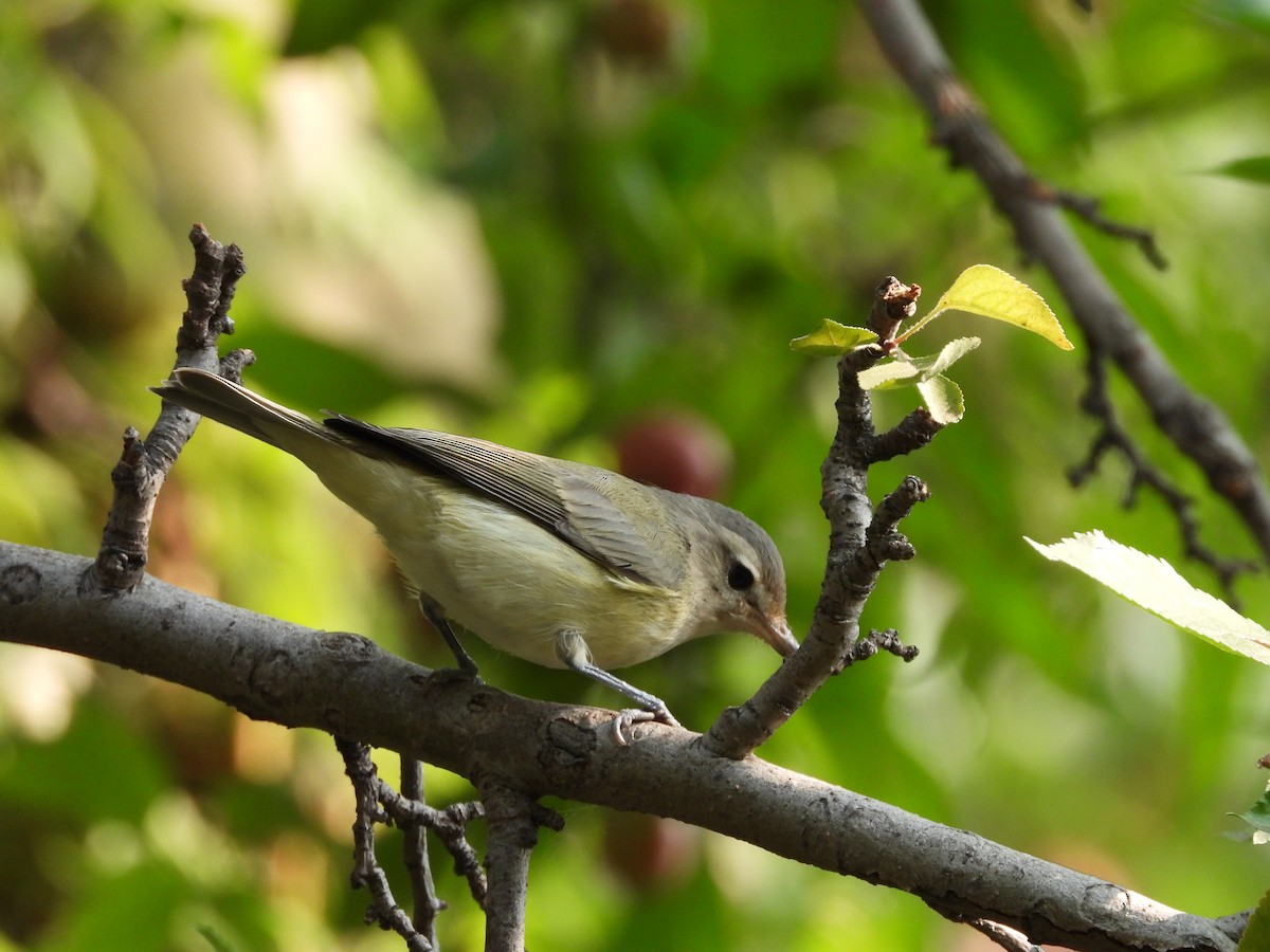 Eastern/Western Warbling Vireo - ML641858638