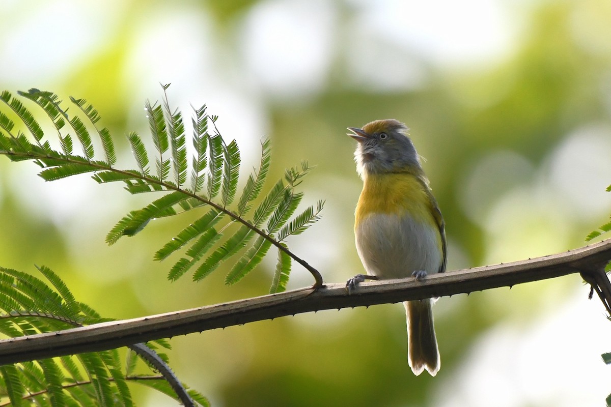 Lemon-chested Greenlet - ML641858640