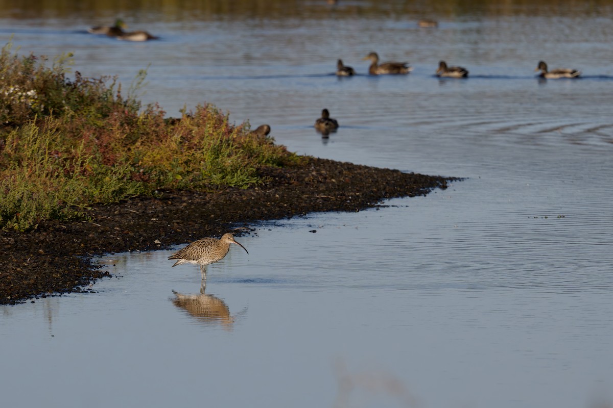 Морин тутгалжин - ML641858653