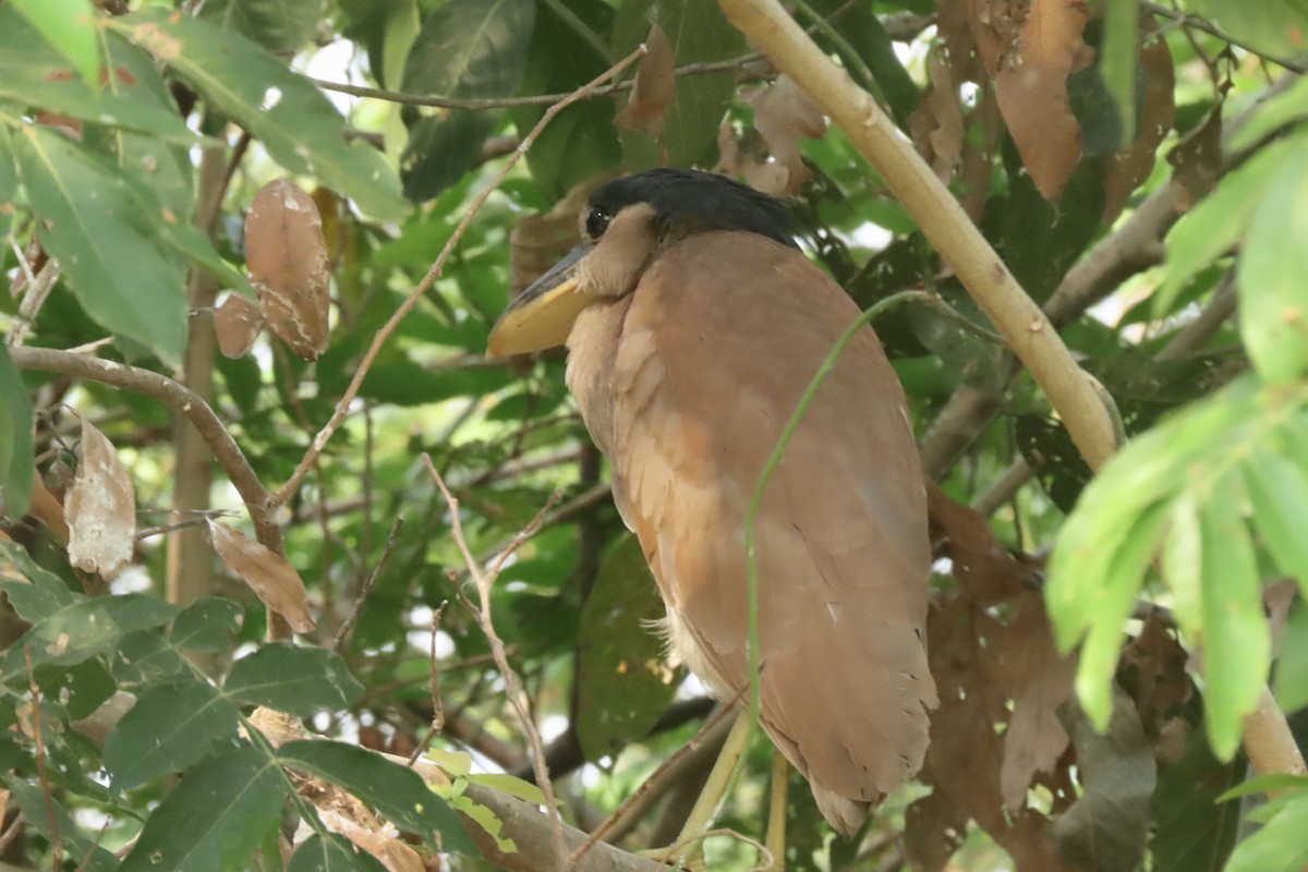 Boat-billed Heron - ML641858654