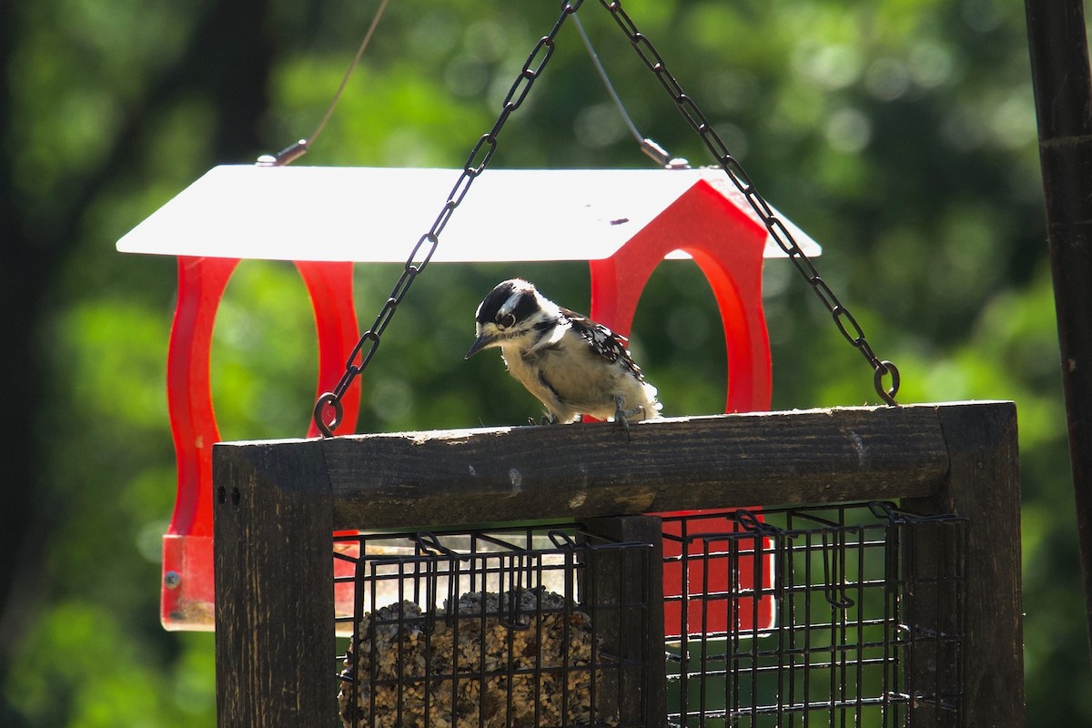 Downy Woodpecker - ML641858686