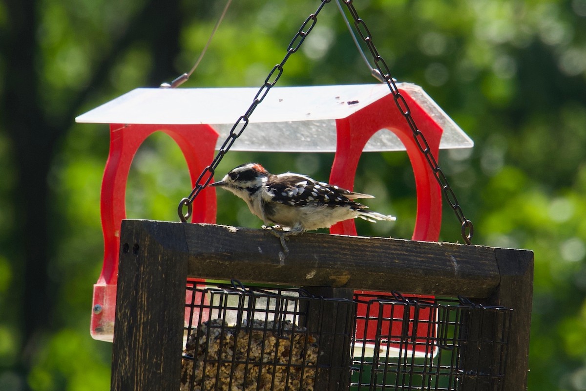 Downy Woodpecker - ML641858687