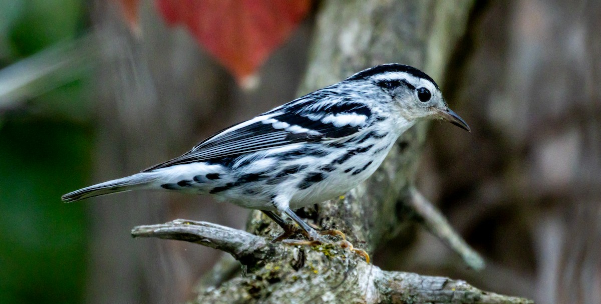 Black-and-white Warbler - ML641858716