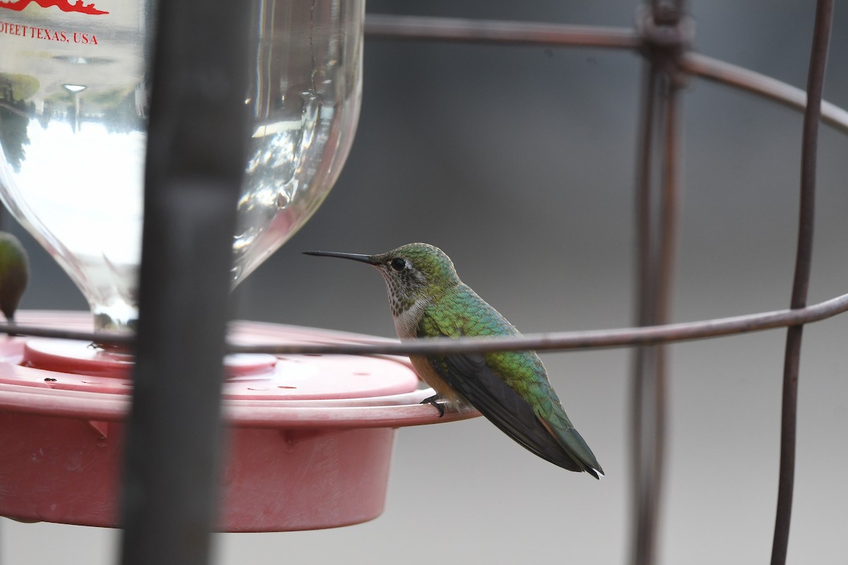 Broad-tailed Hummingbird - ML641858723