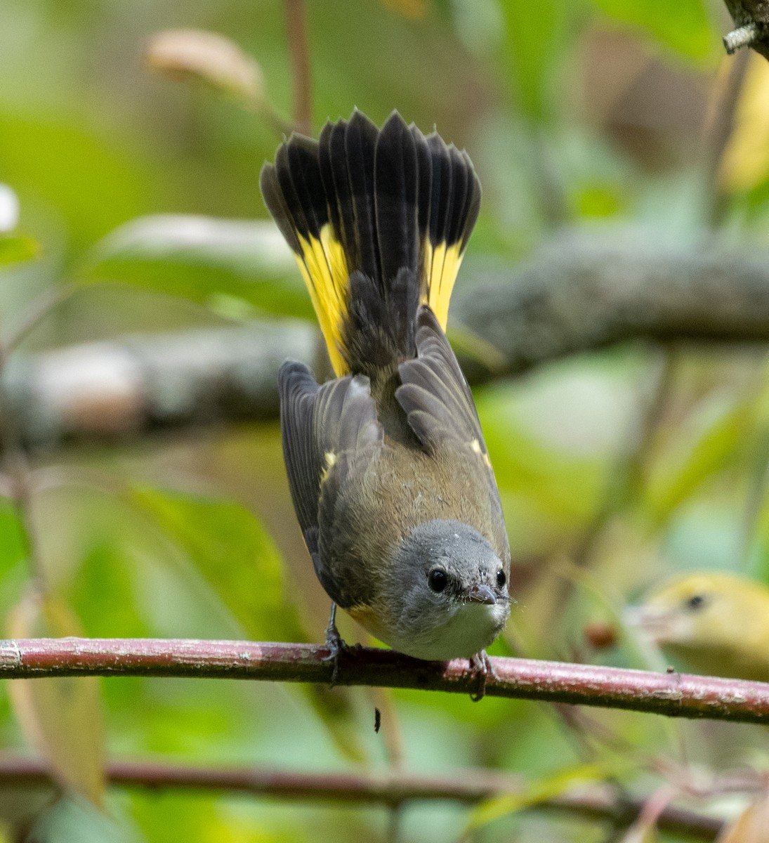 American Redstart - ML641858733
