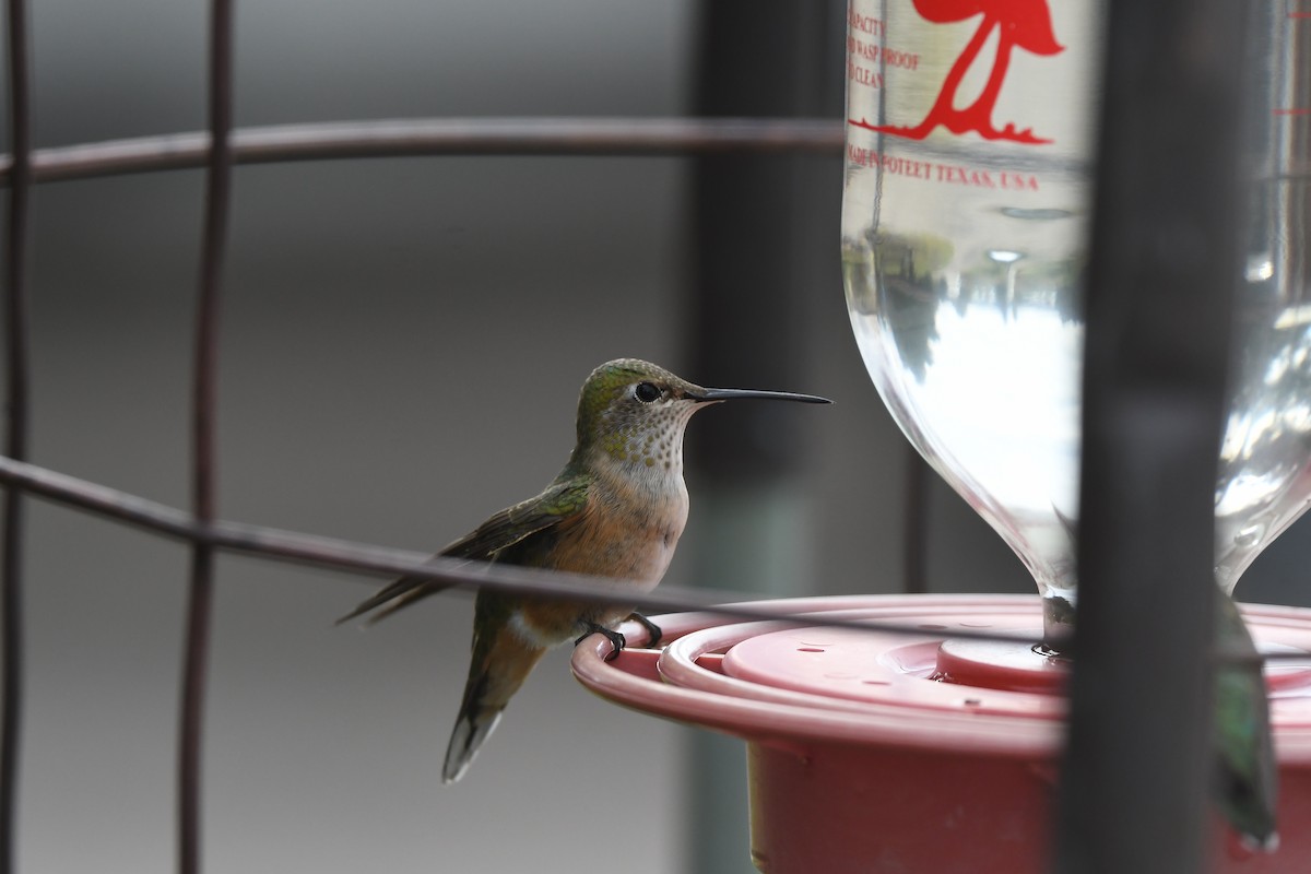 Broad-tailed Hummingbird - ML641858763