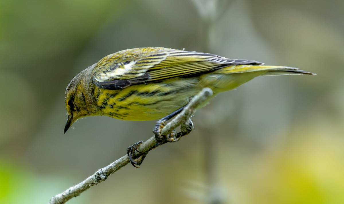 Cape May Warbler - ML641858788