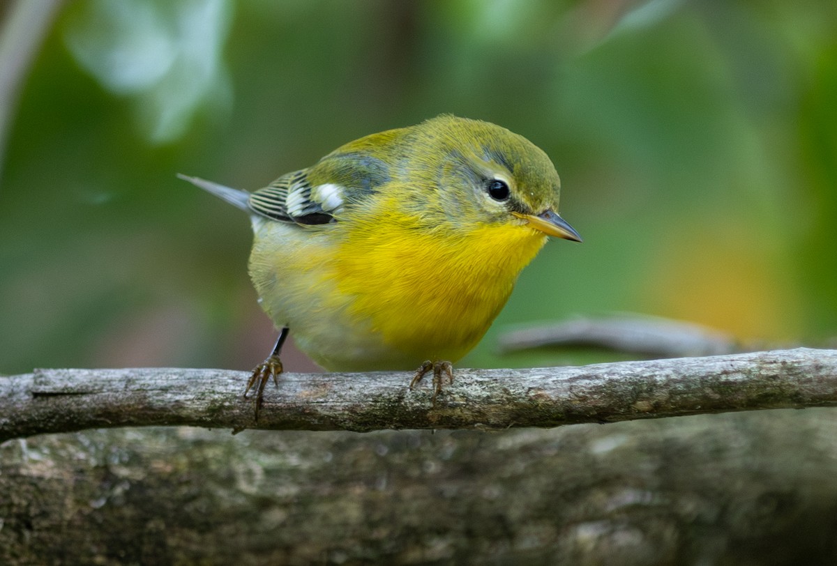Northern Parula - ML641858793