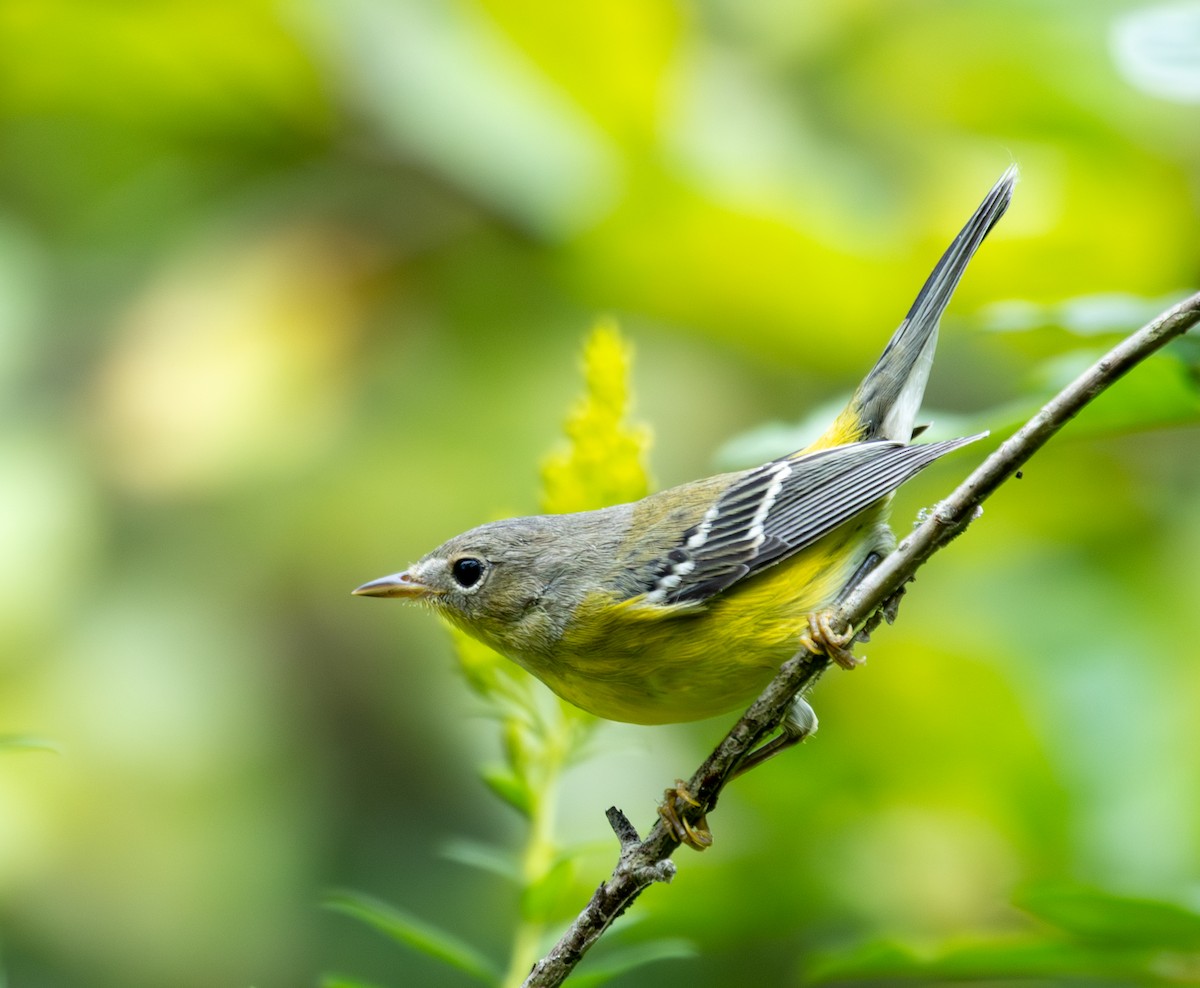 Magnolia Warbler - ML641858805