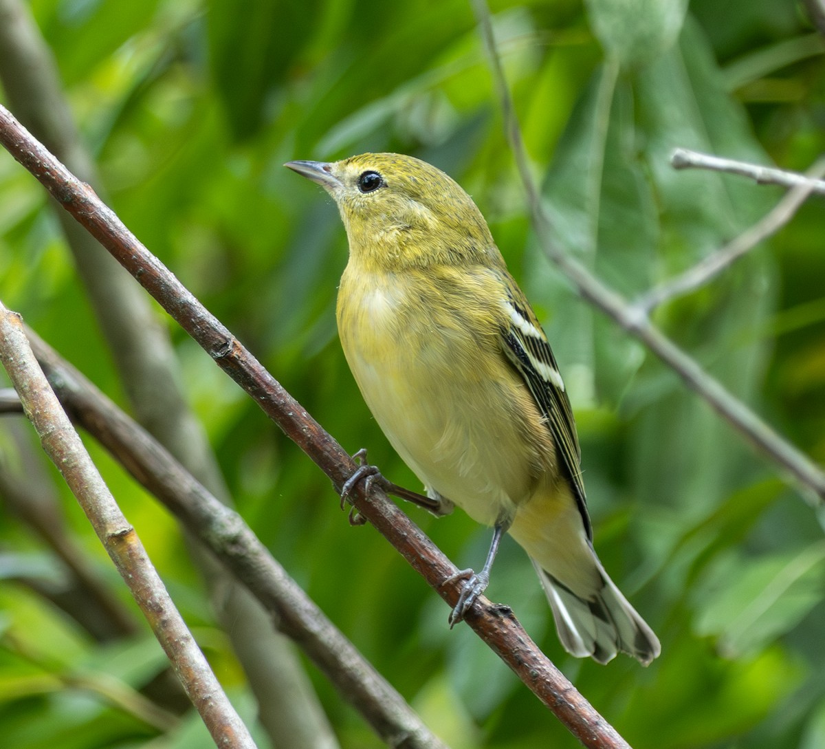 Bay-breasted Warbler - ML641858814