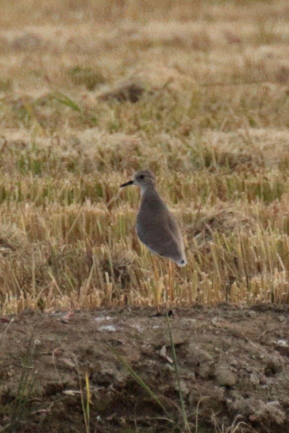 White-tailed Lapwing - ML641858815