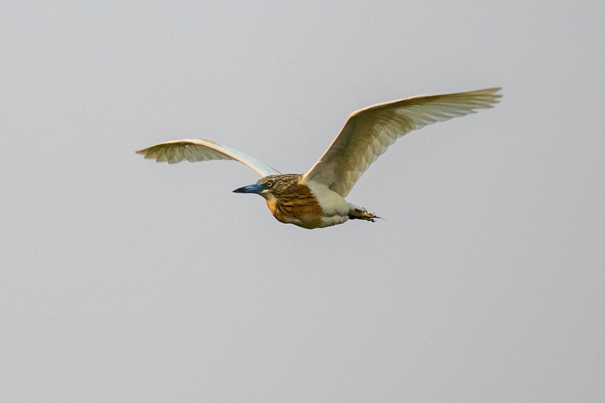 Squacco Heron - ML641858821