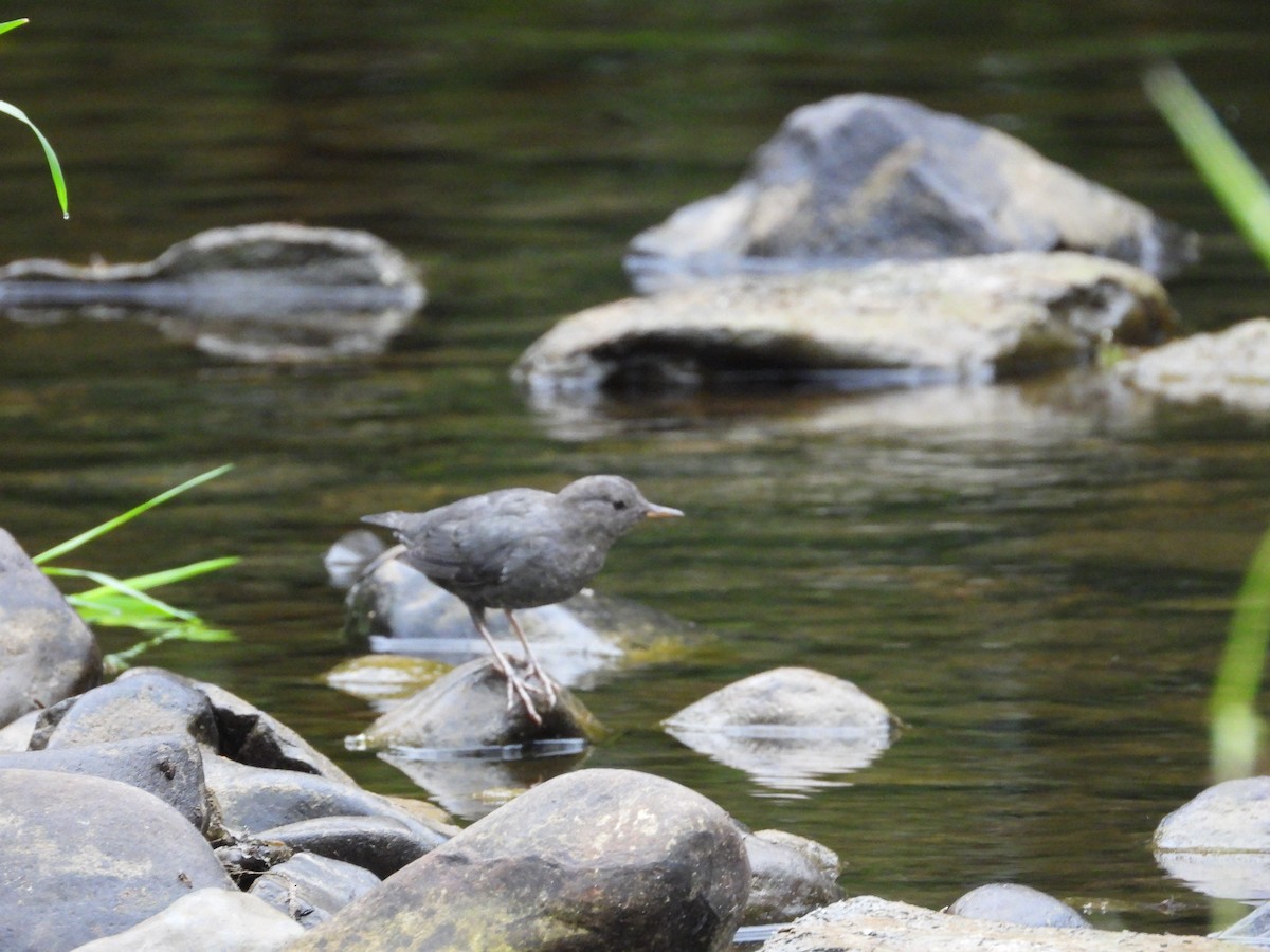 American Dipper - ML641858822