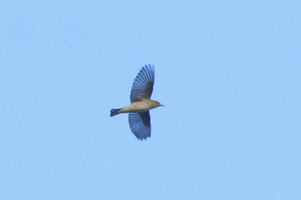 Bay-breasted Warbler - ML641858823