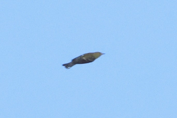 Bay-breasted Warbler - ML641858829