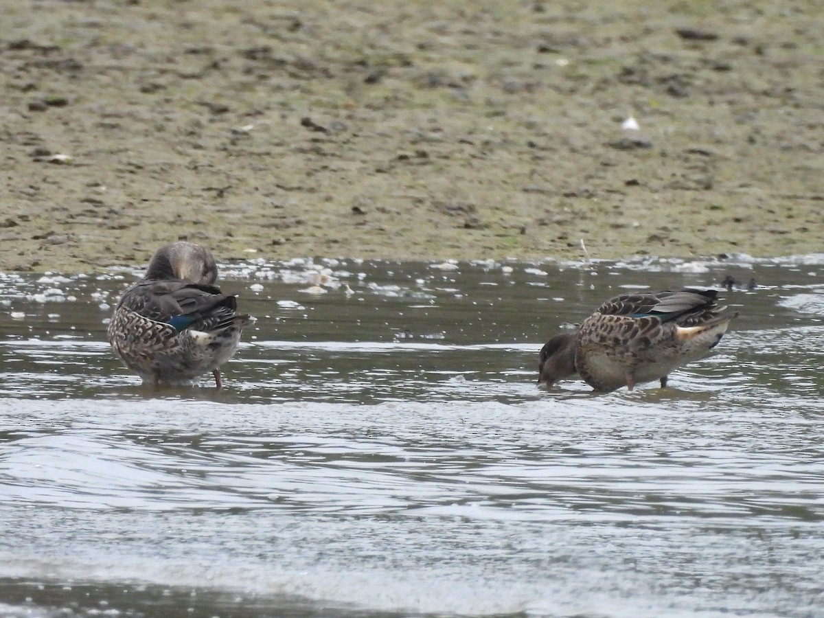 Green-winged Teal - ML641858832