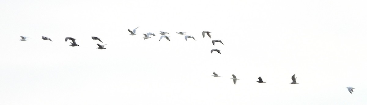 American Herring Gull - ML641858835