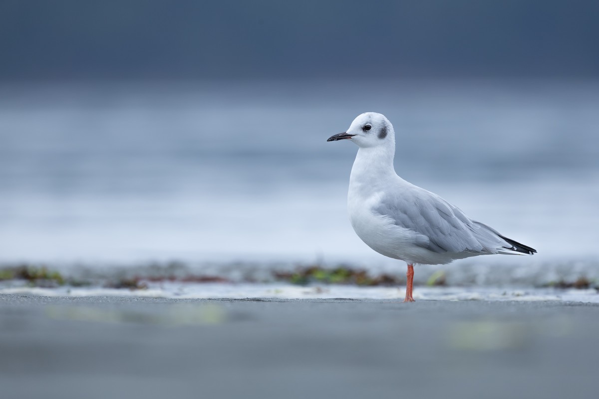 Bonaparte's Gull - ML641858838