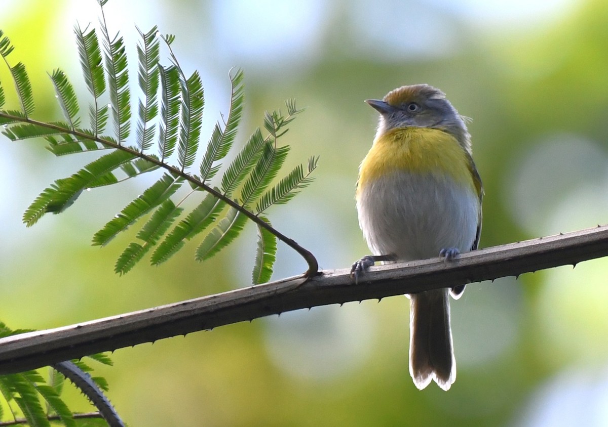 Lemon-chested Greenlet - ML641858839