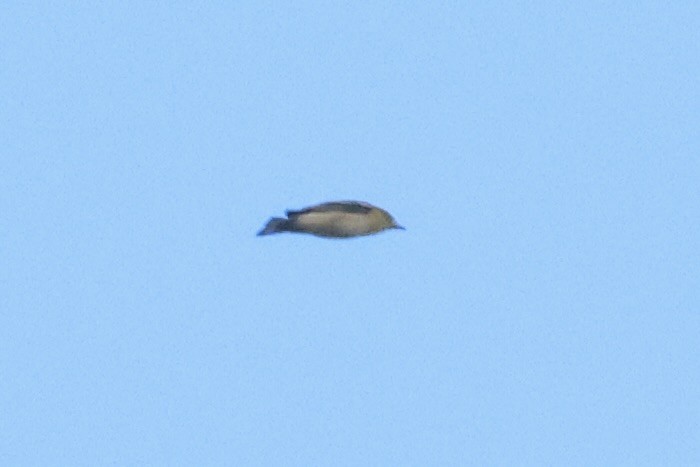 Bay-breasted Warbler - ML641858842