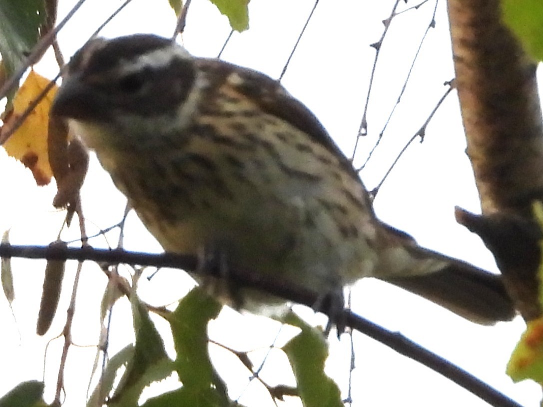 Rose-breasted Grosbeak - ML641858847