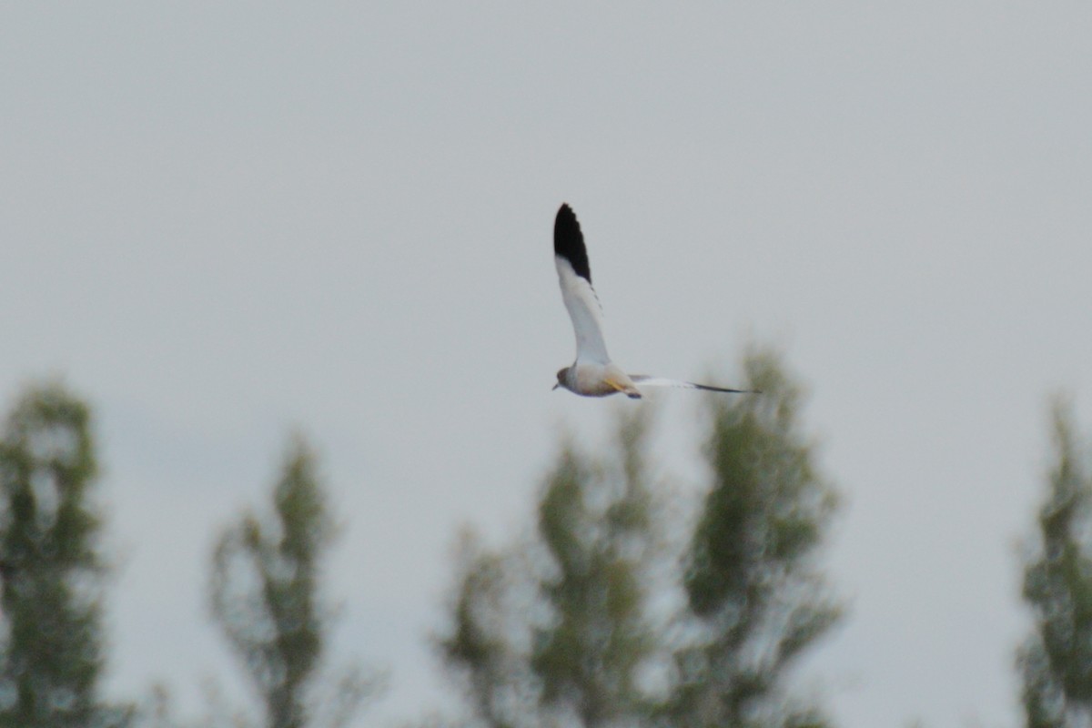 White-tailed Lapwing - ML641858848