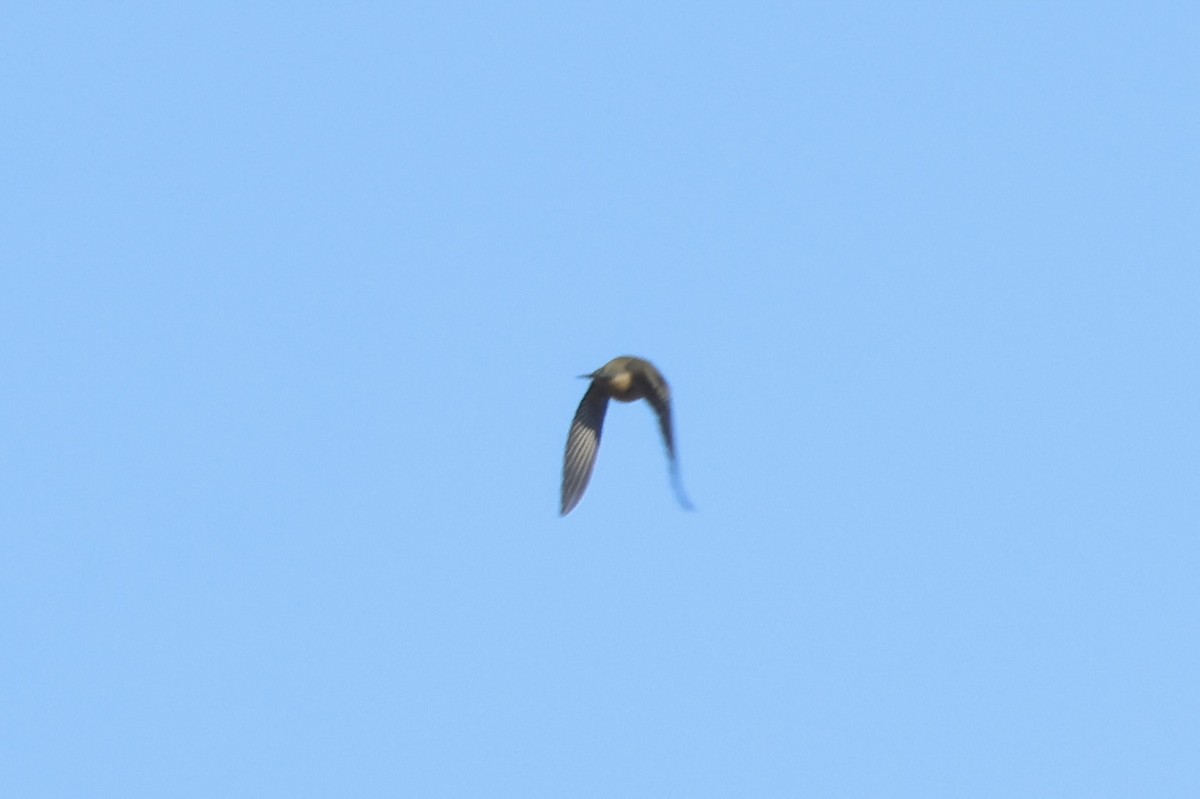 Bay-breasted Warbler - ML641858849