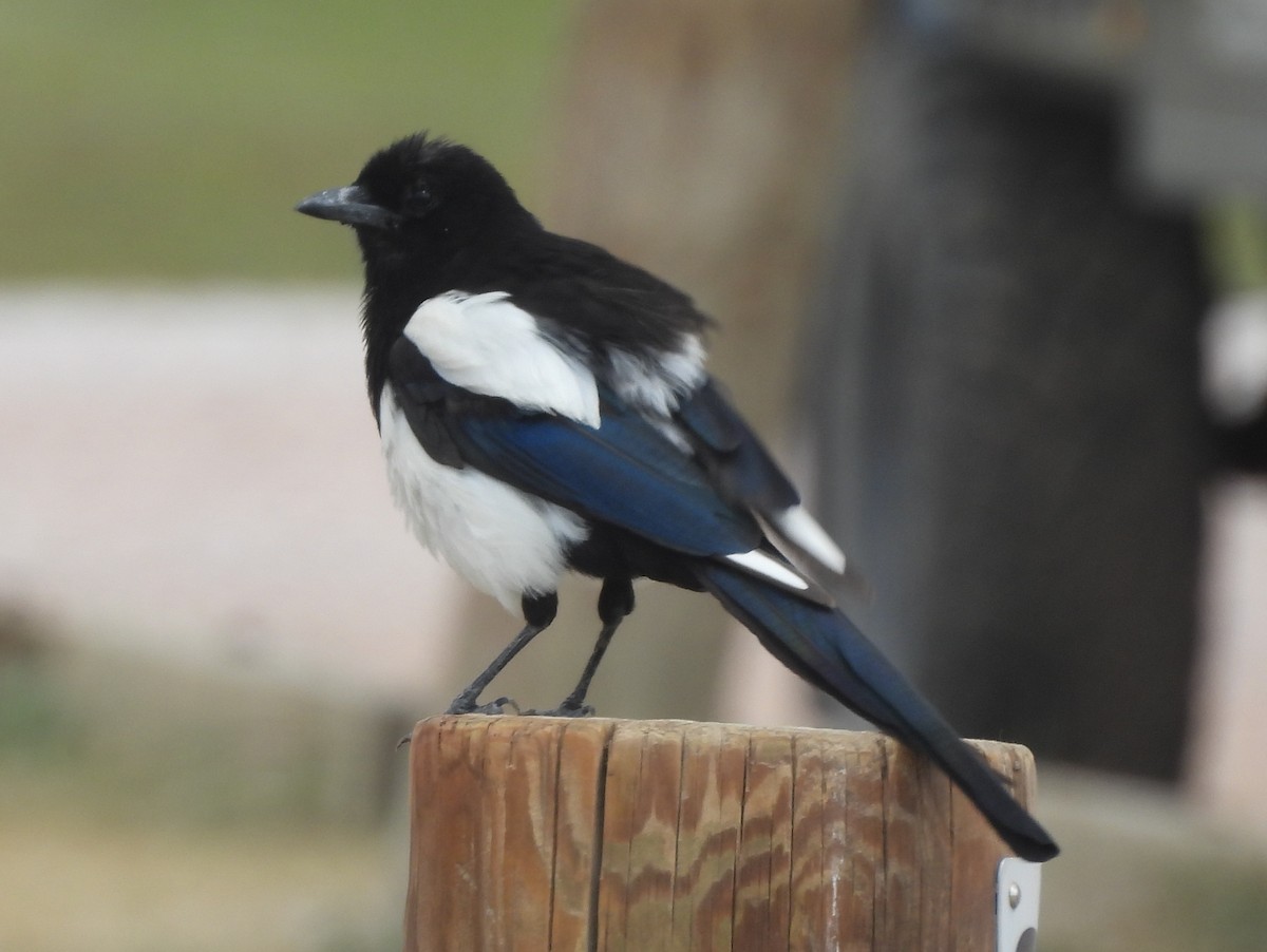 Black-billed Magpie - ML641858852