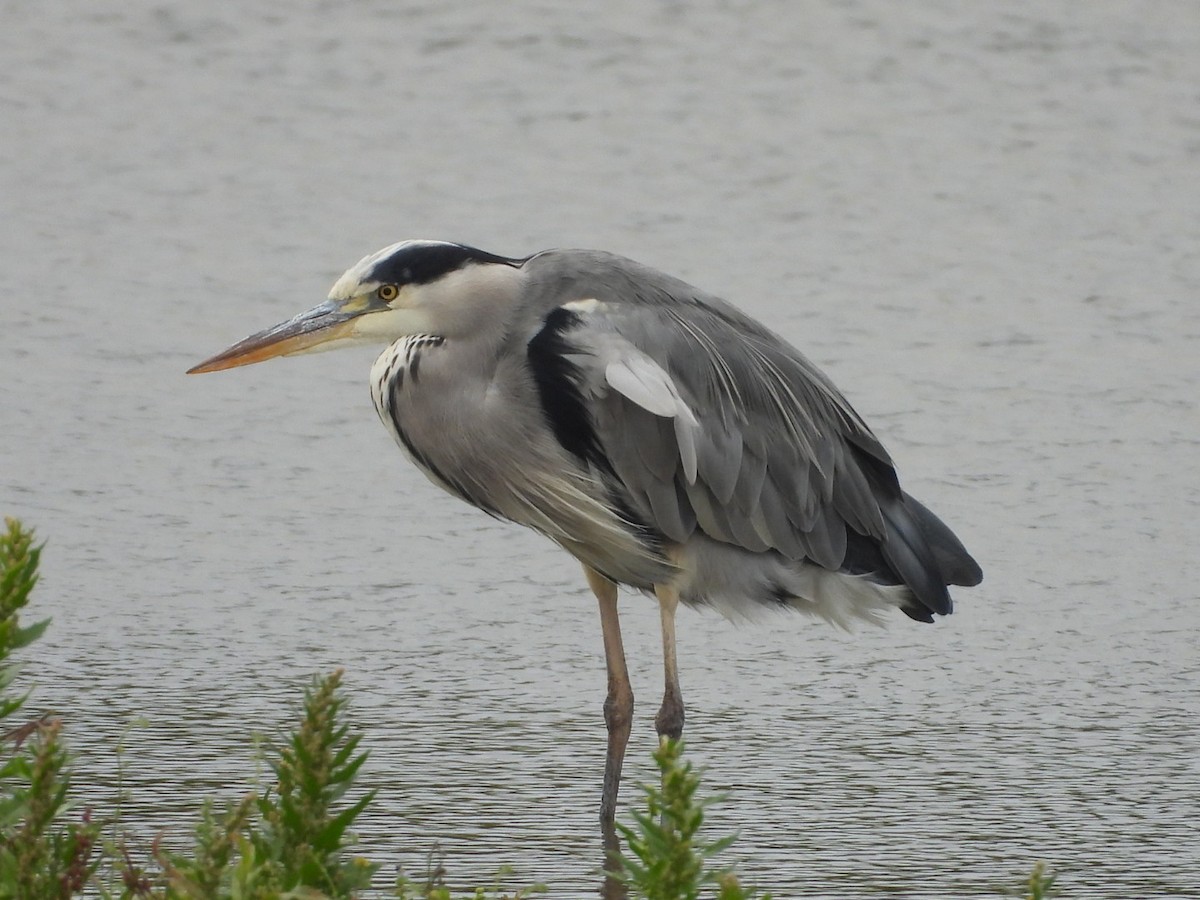 Gray Heron - ML641858853