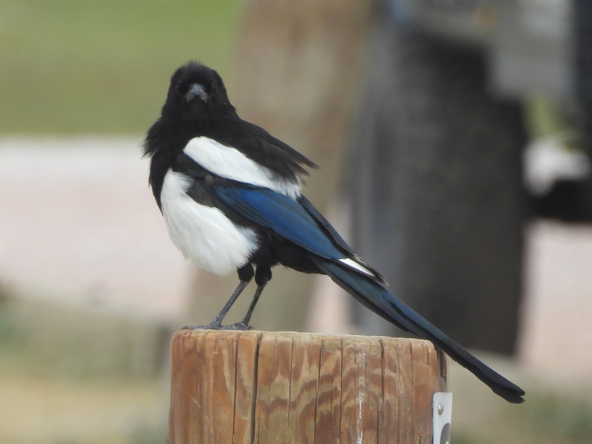 Black-billed Magpie - ML641858854