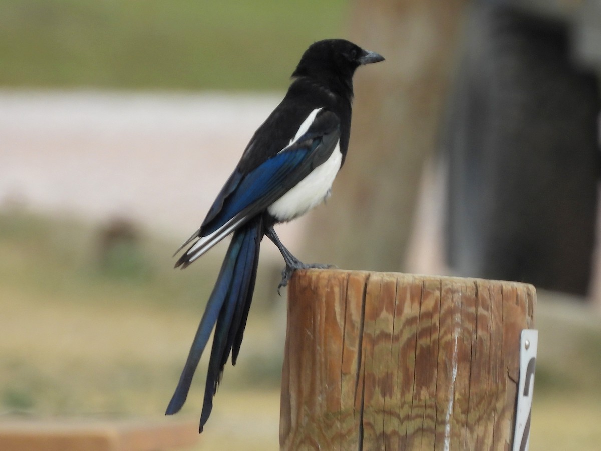 Black-billed Magpie - ML641858855