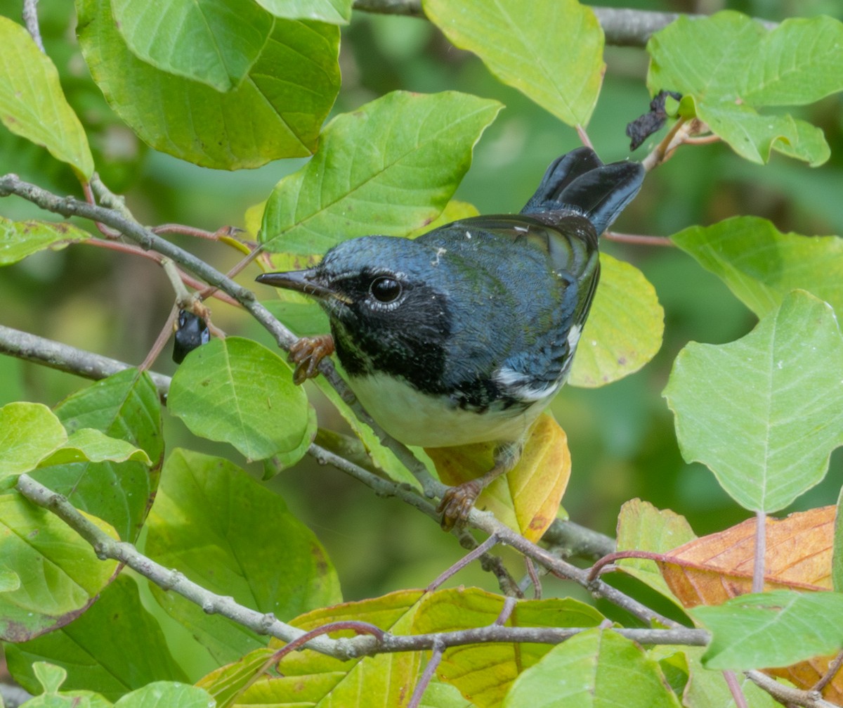 Black-throated Blue Warbler - ML641858857