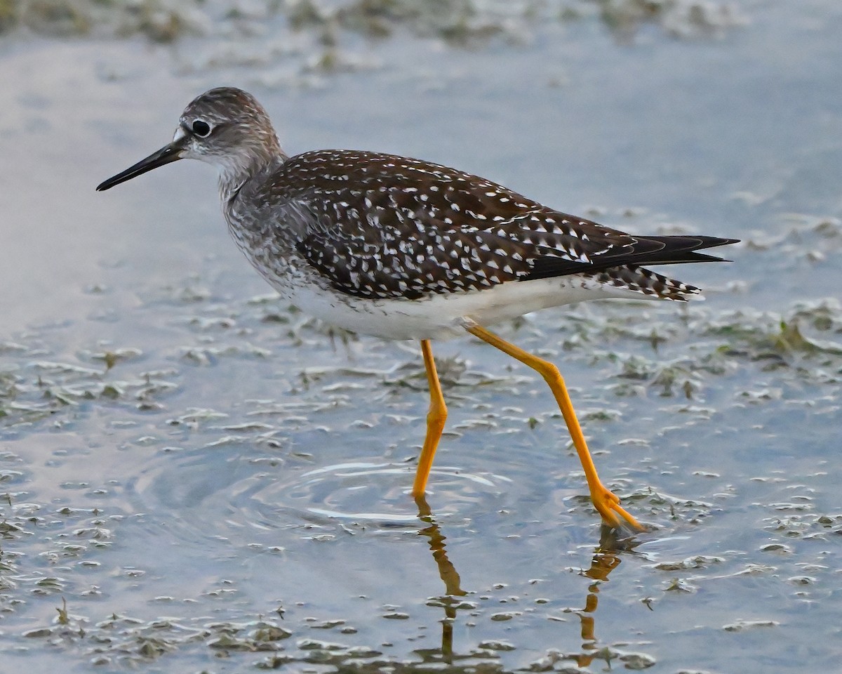Lesser Yellowlegs - ML641858859